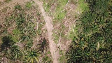 土地清算活动石油棕榈房地产马来西亚